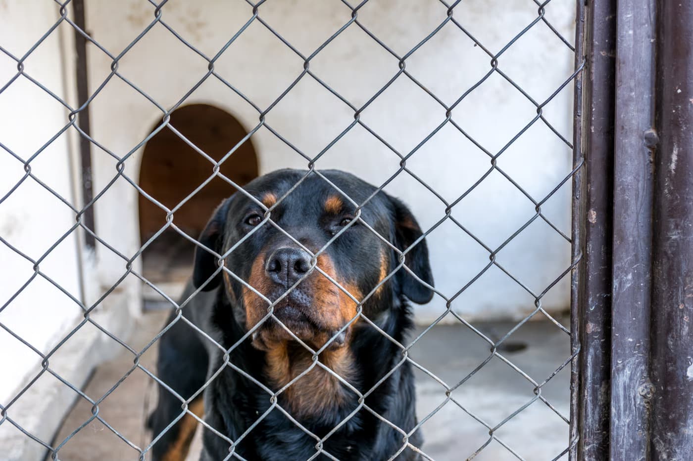 Nettoyage et désinfection des locaux pour chiens : bonnes pratiques