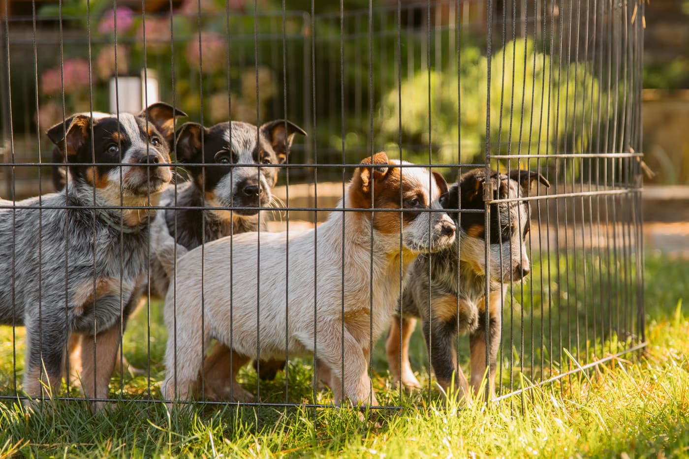 Locaux pour chiens : règles d’hygiène en élevage, pension ou refuge