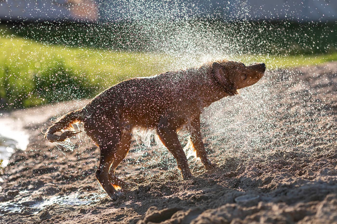 Température, ventilation, humidité : créer un environnement adapté au chien