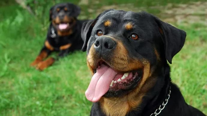 Chiens catégorisés : obligations, réglementation et responsabilités