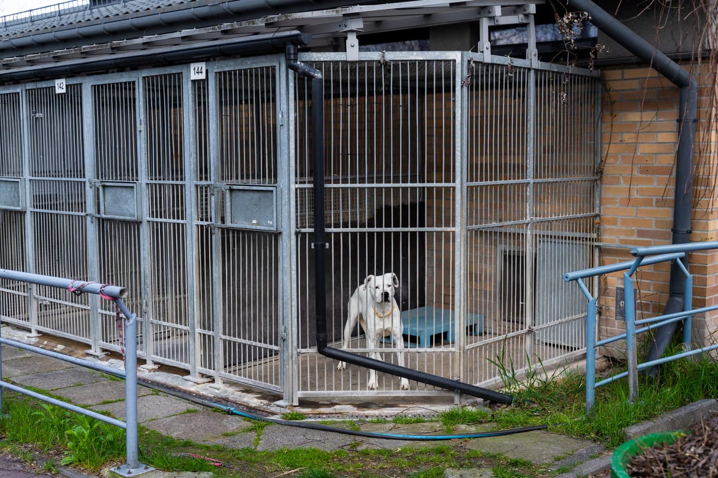 Fourrière, refuge et association : que devient un chien abandonné ou trouvé ?